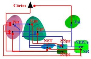 12-esquema-ganglios-basales