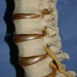 columna-vertebral docencia-pregraduados-facultad de medicina uam- columna-vertebral