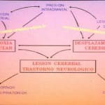 esquema-circuitos-interrelacion-sistemas docencia-pregraduados-facultad de medicina uam- esquema-circuitos-interrelacion-sistemas