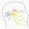Información al paciente-neurocirugia funcional-neuralgia-del-trigemino-esquema-nervio-trigemino