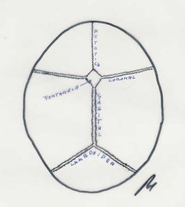 esquema-suturas-craneales Información al paciente - neurocirugia pediatrica - Esquema de suturas craneales