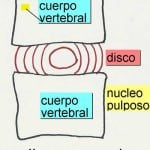 esquema-vertebras-disco-intervertebral docencia-pregraduados-facultad de medicina uam- esquema-vertebras-disco-intervertebral