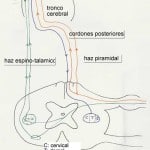 esquema-vias-medulares-importantes docencia-pregraduados-facultad de medicina uam- esquema-vias-medulares-importantes