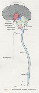 estructura-duramadre Información al paciente.-Temas generales.-HIC y Edema Cerebral-Estructura de la duramadre
