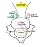 abordaje-anterior información al paciente-patologia columna vertebral-hernia fiscal cervical-abordaje-anterior