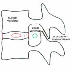 esquema-articulaciones Informacion al paciente-patologia de columna vertebral-hernia discal lumbar-esquema-articulaciones