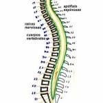 esquema-columna-vertebral Informacion al paciente-patologia de columna vertebral-hernia discal lumbar-esquema-columna-vertebral
