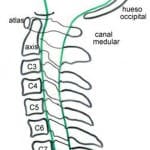 vista-lateral-columna-vertebral información al paciente-patologia columna vertebral-hernia fiscal cervical-vista-lateral-columna-vertebral